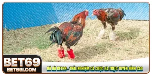 Đá gà BET69